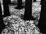 Pines in Snow, Yosemite Photographic Print by Brett Weston