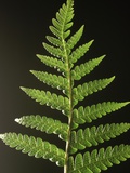 Fern Leaves Photographic Print by Bob Krist