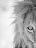 Half of Lion's Face Photographic Print by Henry Horenstein