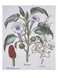 Stamonia Giclee-trykk av Basil Besler Stamonia Giclee-trykk av Basil Besler