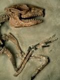 Upper Body of Notoungulata Fossil Photographic Print by Kevin Schafer
