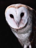 Barn Owl Photographic Print by Steve Bowman