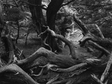 Trees and Logs at Point Lobos Photographic Print by Brett Weston