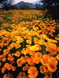 Meadow Carpeted with California Poppies Photographie par David Muench