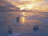 Polar Bears on Ice Pack at Sunset Photographic Print by Kennan Ward