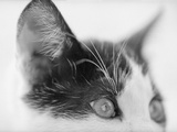 Cat's Head Photographic Print by Henry Horenstein Cat's Head Photographic Print by Henry Horenstein