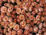 Pink Roses at Albert Kuyp Market Photographic Print by Owen Franken