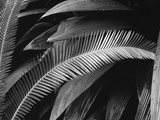 Palms, Bronx Botanical Gardens, 1945 Photographie par Brett Weston