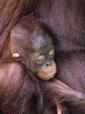 Orangutan Baby Sleeping Photographie par Theo Allofs