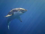 Shark in Open Water Photographic Print by Tim Davis