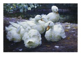 Ducks on the Bank of a River Giclee Print by Alexander Max Koester