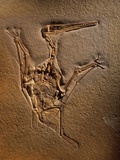Pterodactylus Kochi Fossil Photographie par Jonathan Blair