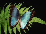 Blue Common Morpho Butterfly on Fern Frond Photographic Print by Kevin Schafer
