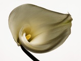 White Common Calla Photographic Print by John Turner