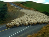 Flock of Sheep in Roadway Photographic Print by John Carnemolla