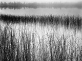 Reeds in Pond with Fog on Horizon Photographic Print by Brett Weston