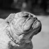 Winning Bulldog at Dog Show Photographie par Bettmann 