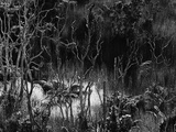 Hawaiian Oasis, 1979 Photographie par Brett Weston