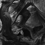 Tree and Rock Photographie par Brett Weston