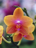 Orange and Yellow Orchid Photographic Print by Darrell Gulin