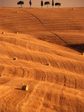 Bales in Rolling Fields Photographic Print by Bob Krist