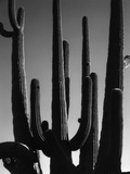 Saguaro Photographic Print by Brett Weston