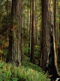 Redwood Trees Photographic Print by Charles Mauzy