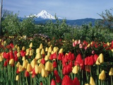 Mount Hood - Oregon Photographie par Craig Tuttle