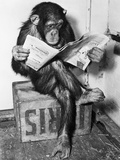 Chimpanzee Reading Newspaper Photographie par Bettmann 