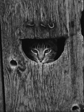 Cat Peeking Out from Barn Photographic Print by Josef Scaylea