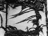 Ivy Growing on a Cement Wall Photographic Print by Brett Weston