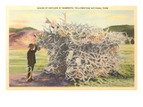Elk Horns, Yellowstone Park, Montana Posters