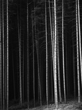 Pine Forest, Germany, 1971 Photographic Print by Brett Weston