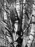 Aspens, 1972 Photographic Print by Brett Weston