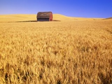 Old Barn in Wheat Field, Eastern Washington Photographic Print by Darrell Gulin