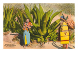 Maguey Plants and Tequila Maker, Mexico Poster