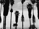 Palm Trees in Silhouette, California, 1958 Photographic Print by Brett Weston