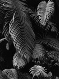 Farnblätter Fotografie-Druck von Brett Weston