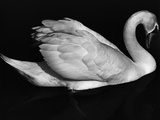 Swan, Europe, 1972 Photographic Print by Brett Weston