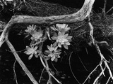 Succulents, Point Lobos, 1951 Fotografie-Druck von Brett Weston