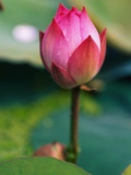 Lotus Flower Photographic Print by Keren Su