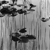 Reeds amd Lily Pads, Alaska, 1973 Fotografie-Druck von Brett Weston