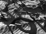 Wood In Sand Photographic Print by Brett Weston