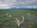 Caribou Skulls Left by Hunters Photographic Print by Tom Bean