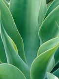 Agave Plant Photographie par Darrell Gulin