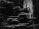 Redwood Tree, California, 1964 Fotografie-Druck von Brett Weston