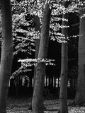Beach Forest, Netherlands, 1971 Photographic Print by Brett Weston