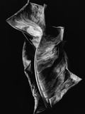 Dead Leaf Photographie par Brett Weston