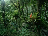 Bromeliads in a Puerto Rican Rainforest Photographic Print by Tom Bean