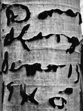 Tree Bark Graffiti Photographic Print by Brett Weston